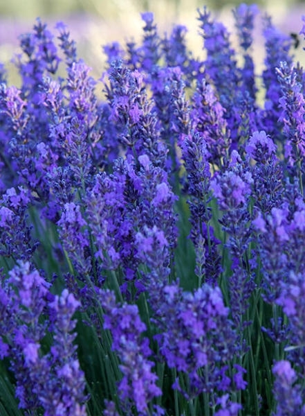 Lavendelöl Provence 30 ml Bio